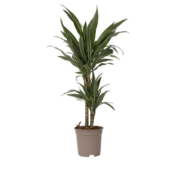 Lohikäärmipuu - Dracaena deremensis 'Warneckei' - Korkeus 60-70cm - ⌀17cm