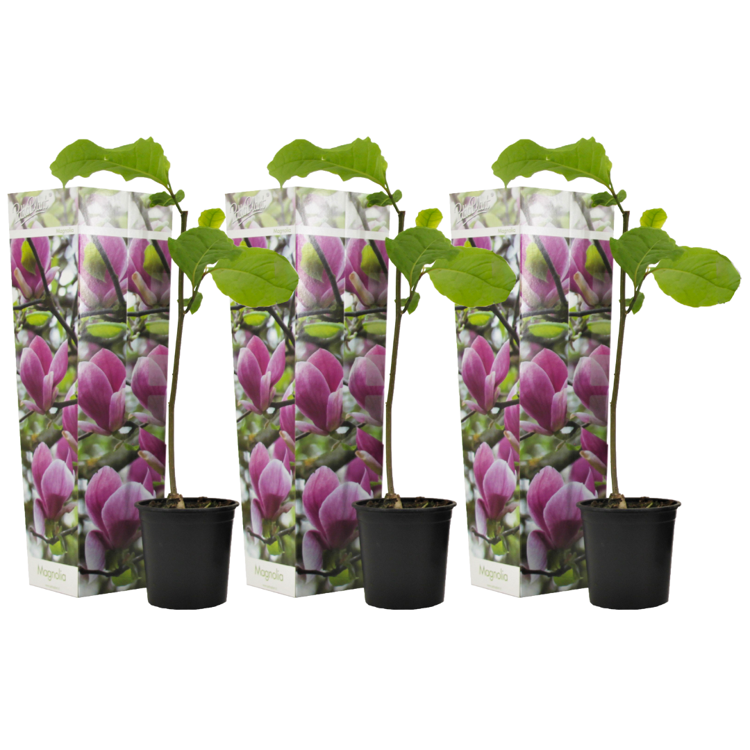 Magnoliat - 3 kpl - Magnolia 'Susan' - Korkeus 25-40 cm - ⌀9 cm