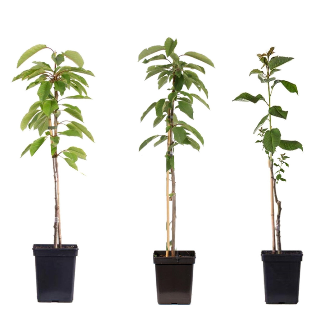 Omenapuu - 3 kpl - Malus - Korkeus 60-70cm - ⌀9cm
