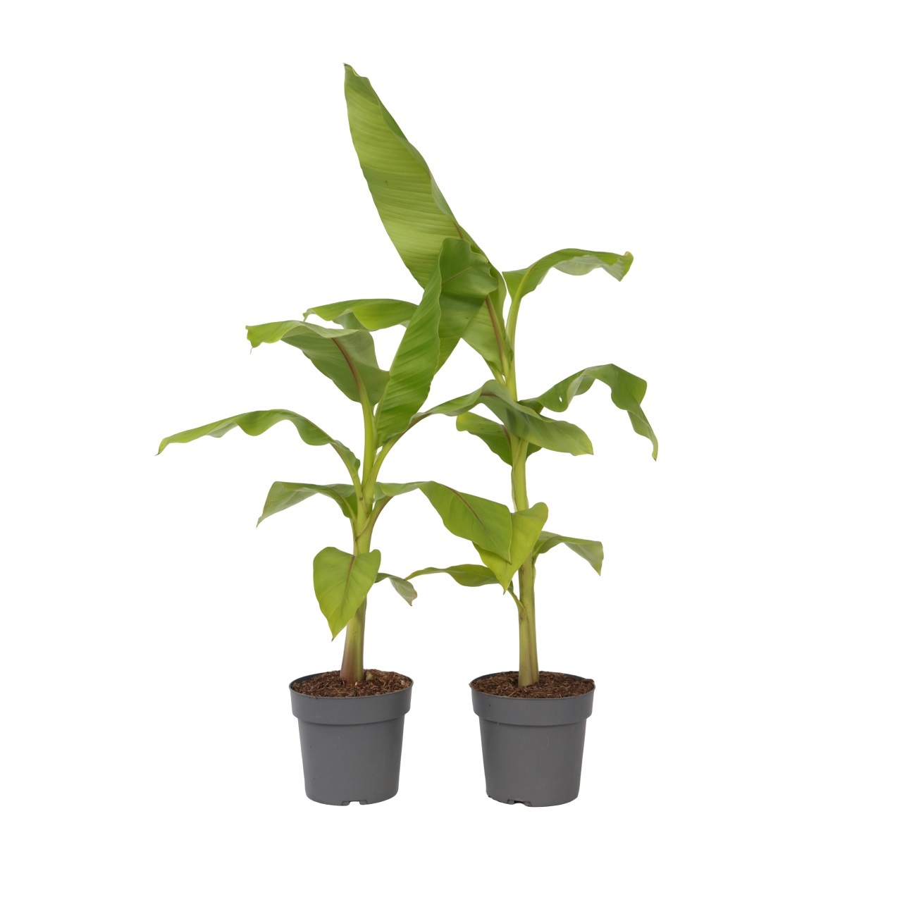 Kestävä banaani - 2 kpl - Musa basjoo - Korkeus 55-70cm - ⌀21cm