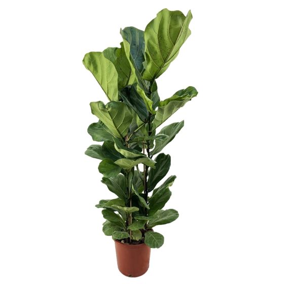Viulunlehtifiguuri - Ficus lyrata - Korkeus 80-100cm - ⌀24cm