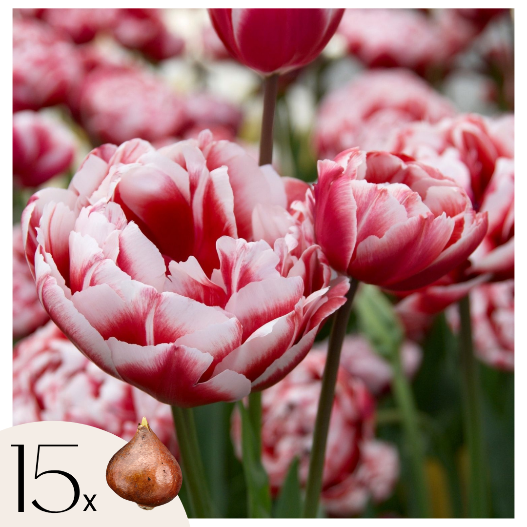 Tulppaaninsipulit - 15 kpl - Tulipa 'Drumline' - Kukkasipulit - Vaaleanpunainen