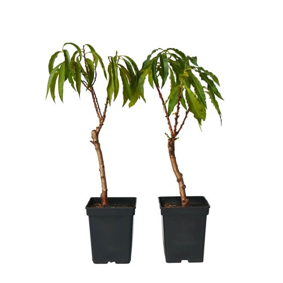 Persikkapuu - 2 kpl - Prunus 'Bonanza' - Korkeus 60–70cm - ⌀15cm