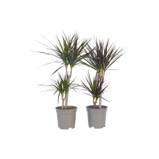 Madagaskarin lohikäärmepuu - 4 kpl - Dracaena marginata - K70-80cm - ⌀17cm