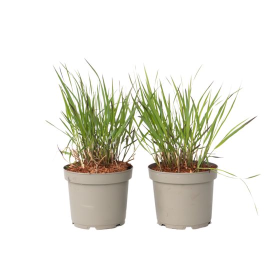 Switch-ruoho - 2 kpl - Panicum virgatum 'Squaw' - Korkeus 40-60cm - ⌀23cm
