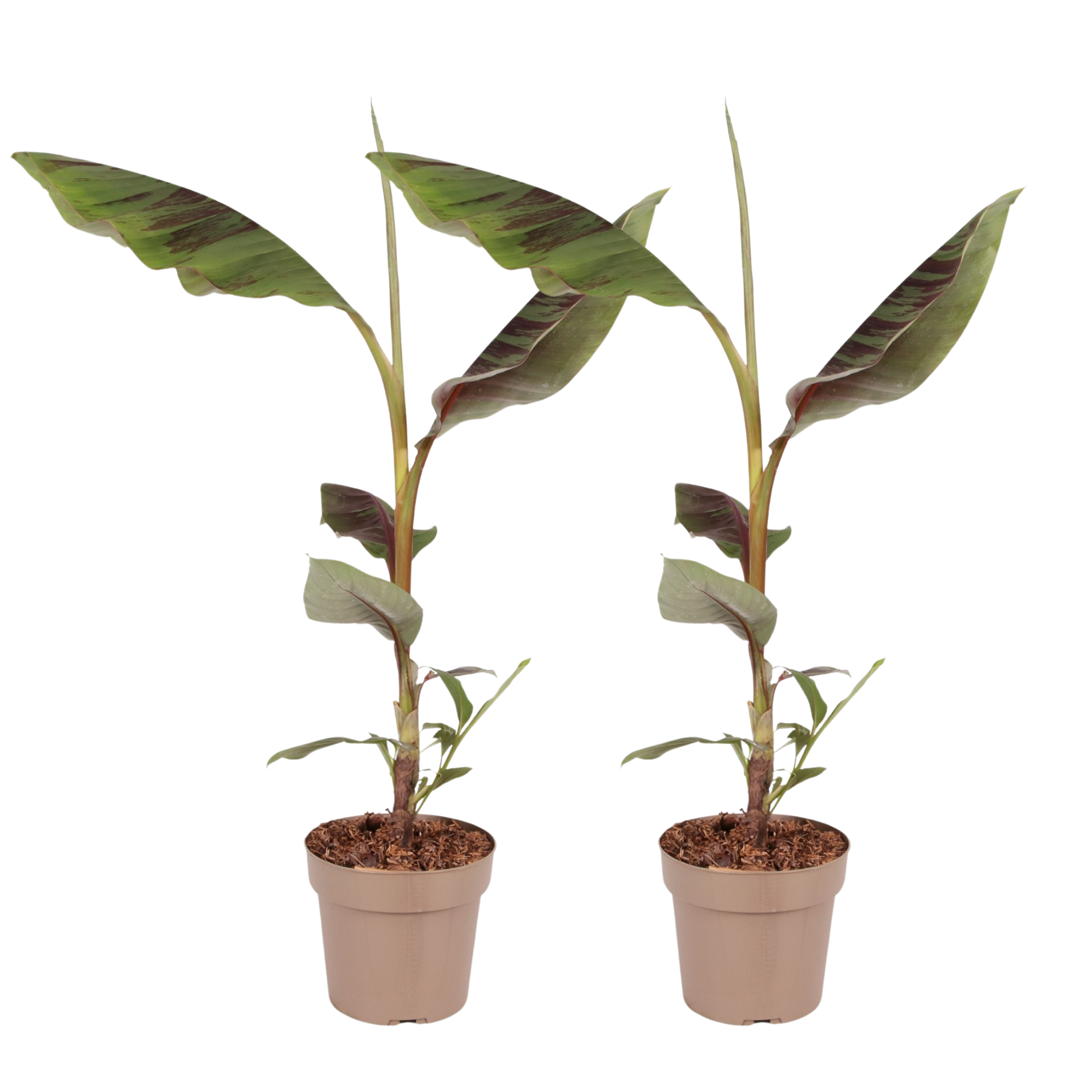 Punainen banaanikasvi - 2 kpl setti - Ensete ventricosum - K55-70cm - ⌀21cm