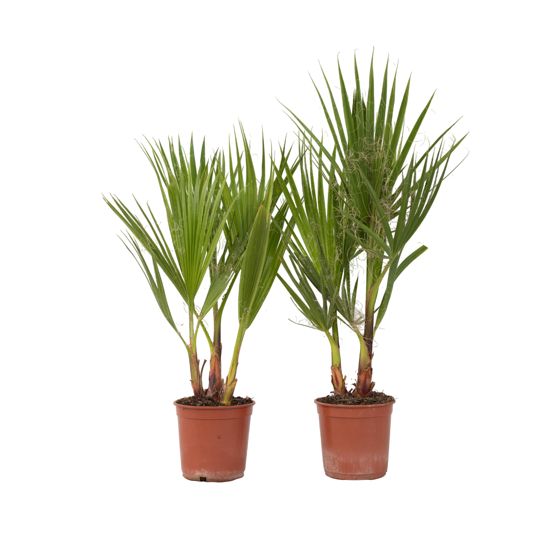 Meksikon viuhkapalmu - 2 kpl - Washingtonia robusta - Korkeus 50-60 cm - ⌀15 cm