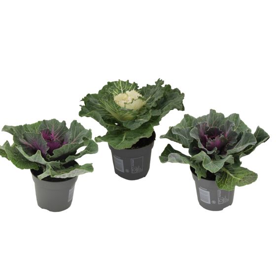 Villikaali - 3 kpl - Brassica oleracea - Korkeus 10-20cm - ⌀10,5cm