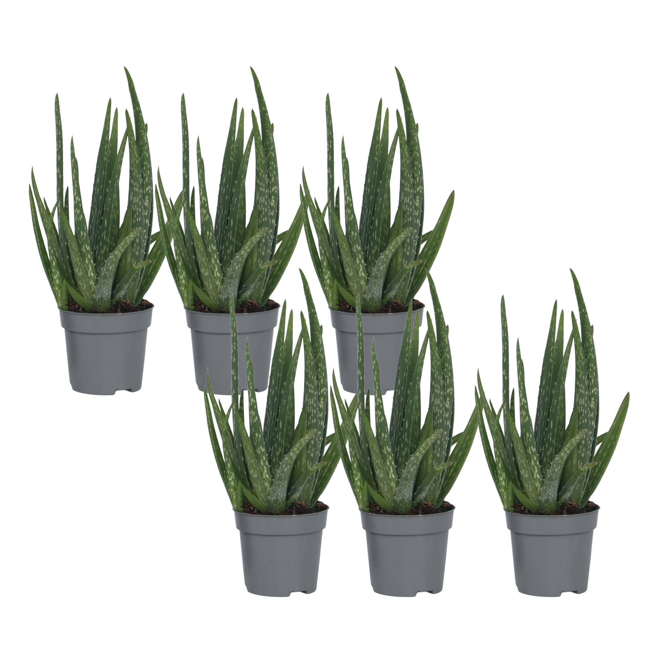 Aloe vera - 6 kpl - Aloe barbadensis - Korkeus 25-40cm - ⌀105cm