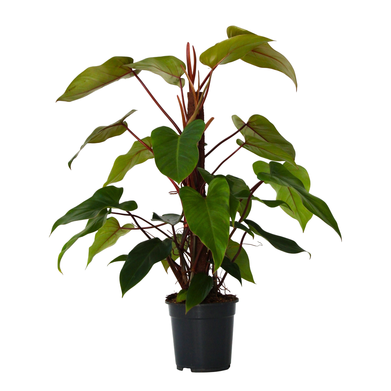 Sydänkasvi - Philodendron 'Imperial Red' - Korkeus 50cm - ⌀19cm