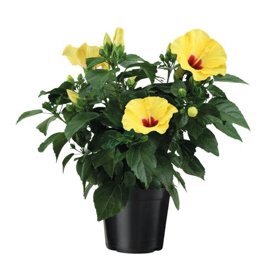 Keltainen kiinanhibiskus - Hibiscus rosa-sinensis - Korkeus 40-50cm - ⌀17cm