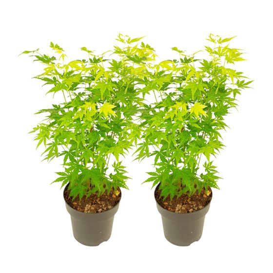 Japanin vaahtera - 2 kpl - Acer palmatum 'Going Green' - Korkeus 35-55cm - ⌀15cm