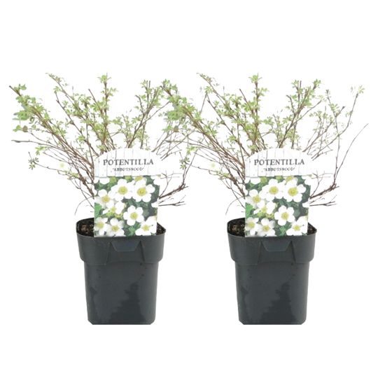 Piharatamo - 2 kpl - Potentilla fruticosa 'Abbotswood' - Korkeus 20-30cm - ⌀17cm