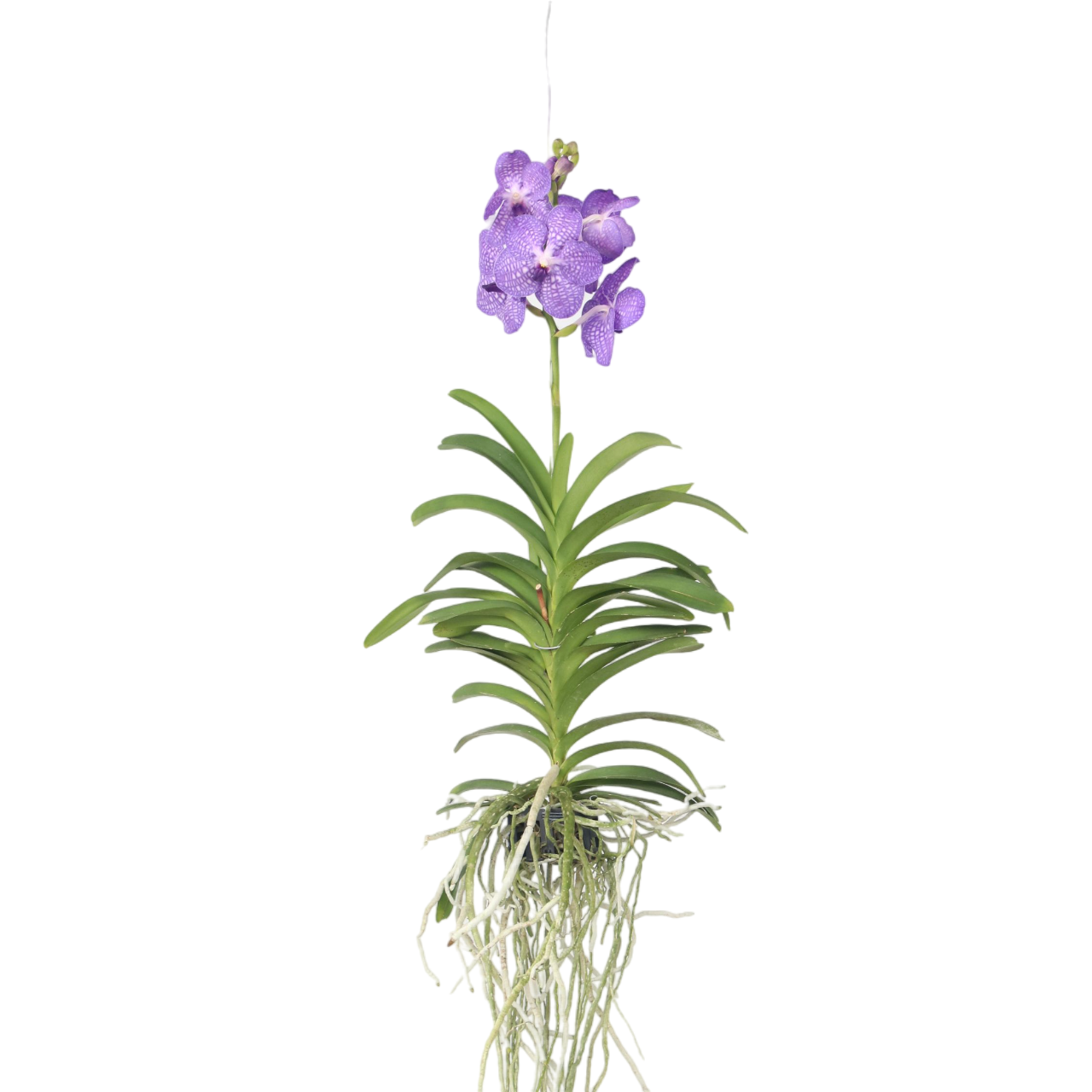Vanda-orvokki - Vanda 'Blue' - Korkeus 55-65cm