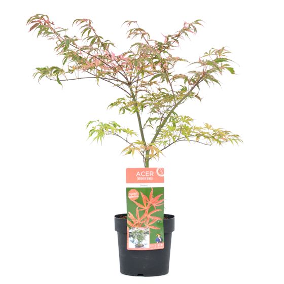Japanin vaahtera - Acer palmatum 'Shirazz' - Korkeus 50-60cm - ⌀19cm