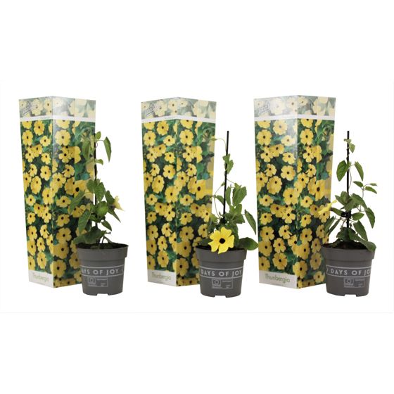 Mustasilmäsusanna - 3 kpl - Thunbergia 'Lemon Star' - Korkeus 25-40cm - ⌀9cm