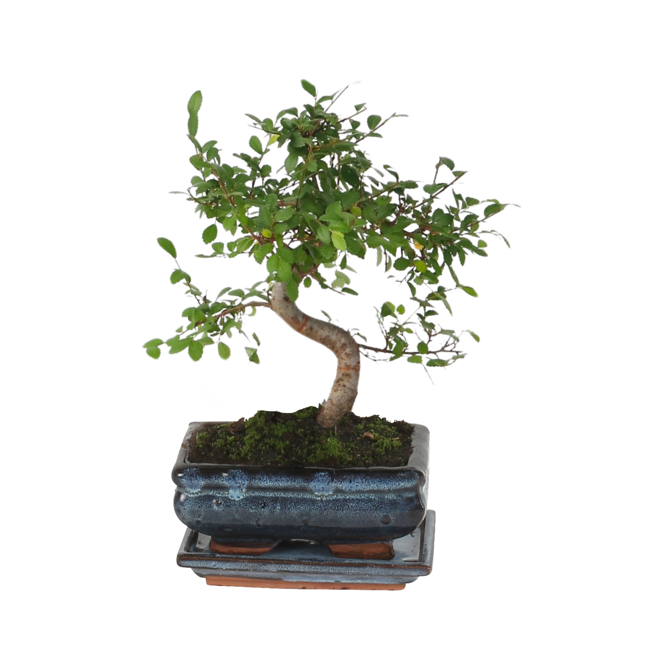 Bonsai-puu - Zelkova serrata - Korkeus 20-30 cm - ⌀20 cm