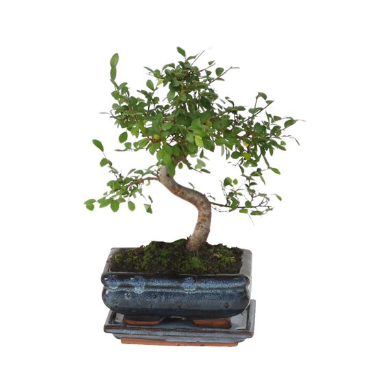 Bonsai-puu - Zelkova serrata - Korkeus 20-30 cm - ⌀20 cm