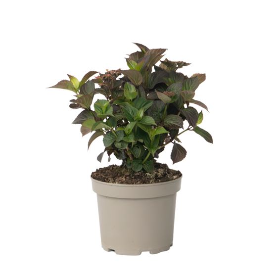 Hortensia - Hydrangea paniculata 'Dare Devil' - Korkeus 25-40cm - ⌀19cm