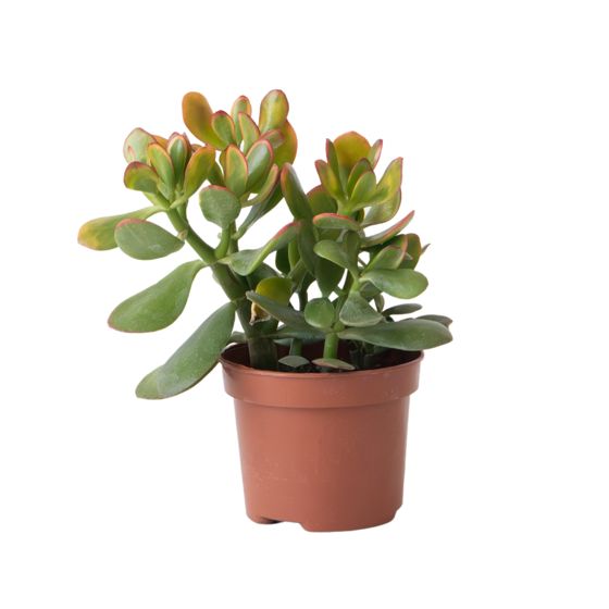 Jadekasvi - Crassula ovata 'Sunset' - Korkeus 30-35cm - ⌀17cm