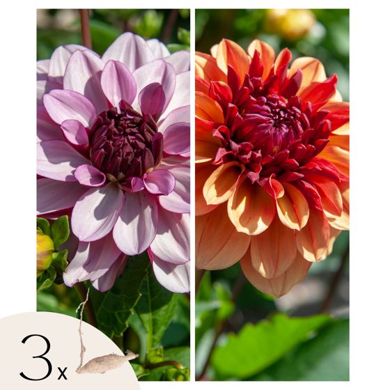 Daalian juurakot - 3 kpl - Dahlia 'Sweet & Honey' - Kukkasipulit