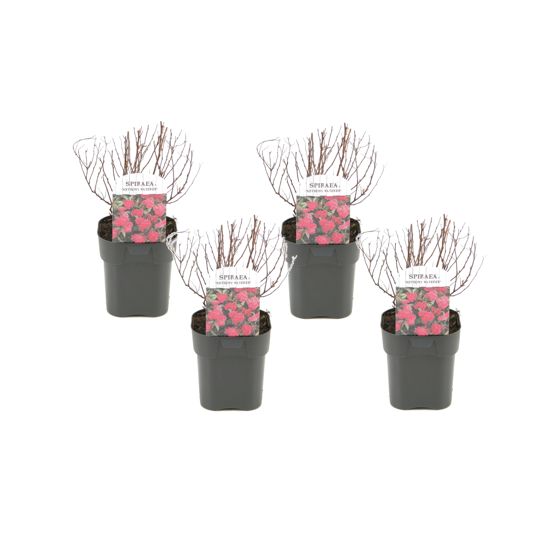 Japanin spirea - 4 kpl - Spiraea japonica 'Dark Pink' - Korkeus 25-40cm - ⌀17cm