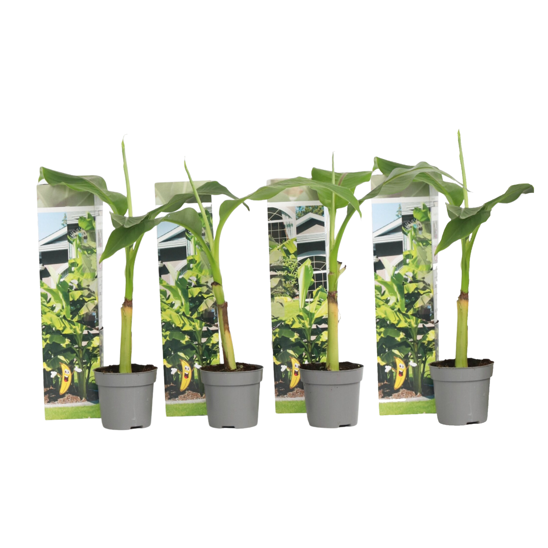 Kestävä banaani - 4 kpl - Musa basjoo - Korkeus 25-40cm - ⌀9cm