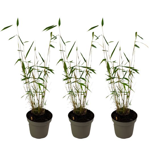 Sininen varsi bambu - 3 kpl - Fargesia 'Blue Dragon' - Korkeus 30-40 cm - ⌀13 cm