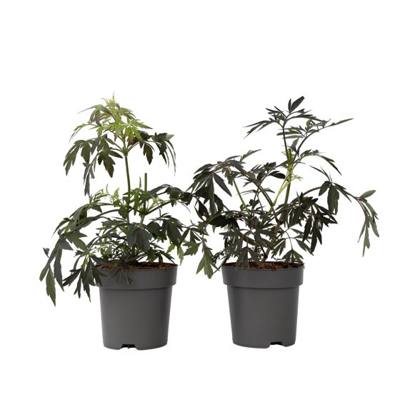 Jalava - 4 kpl - Sambucus nigra 'Black Lace' - Korkeus 25-40 cm - ⌀17 cm
