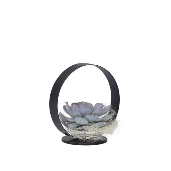 Echeveria Black Metal Ring - Echeveria lilacina - Korkeus 20 cm