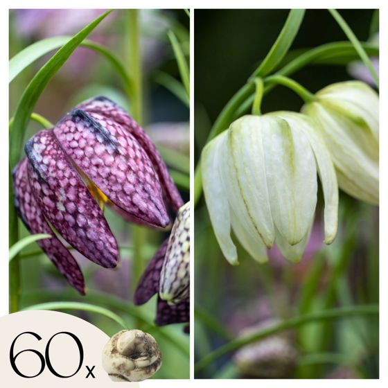 Käärmeenpääfritillaria - 60 kpl - Fritillaria meleagris - Kukkasipulit