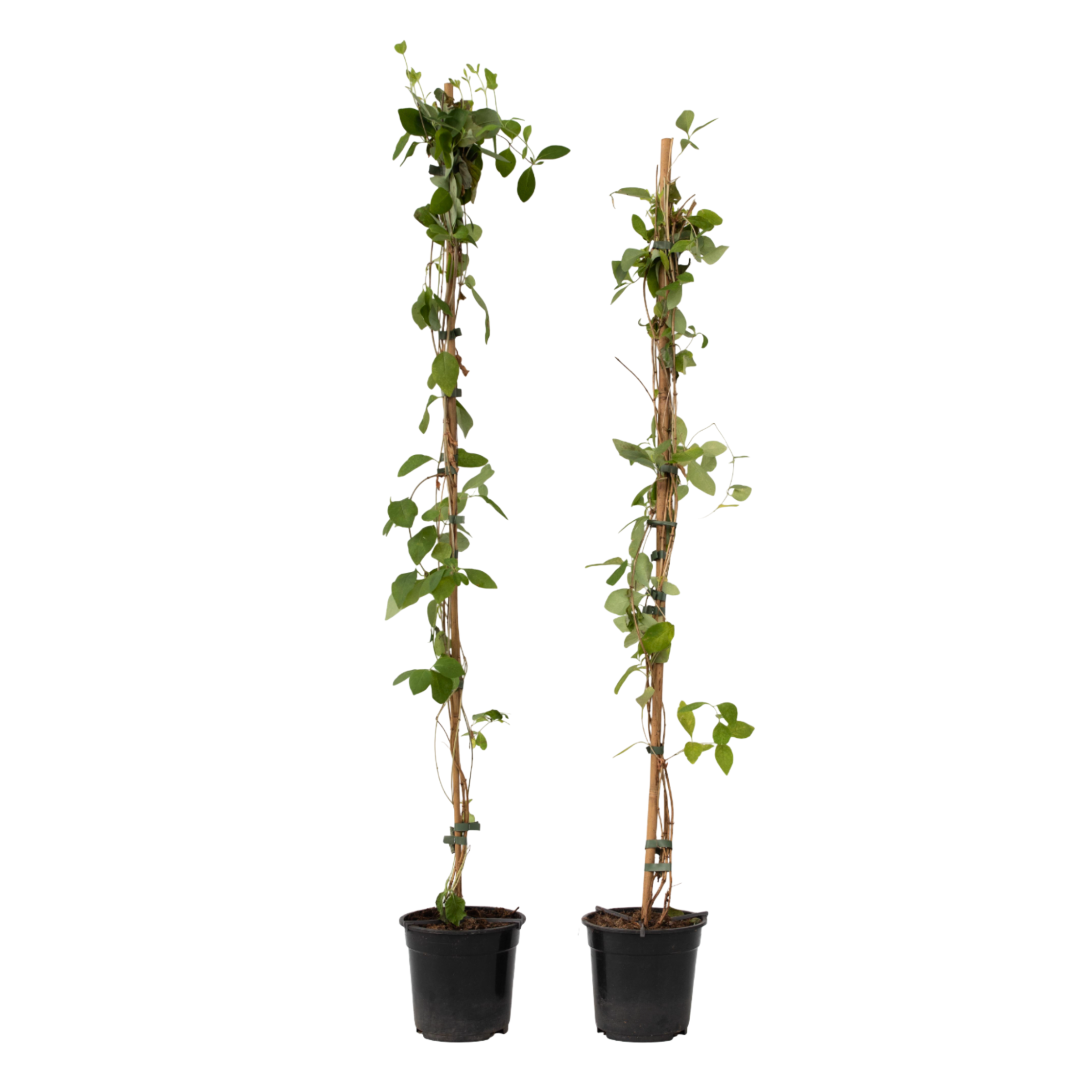 Kielo - 2 kpl - Lonicera 'American Beauty' - Korkeus 110-120 cm - ⌀17 cm