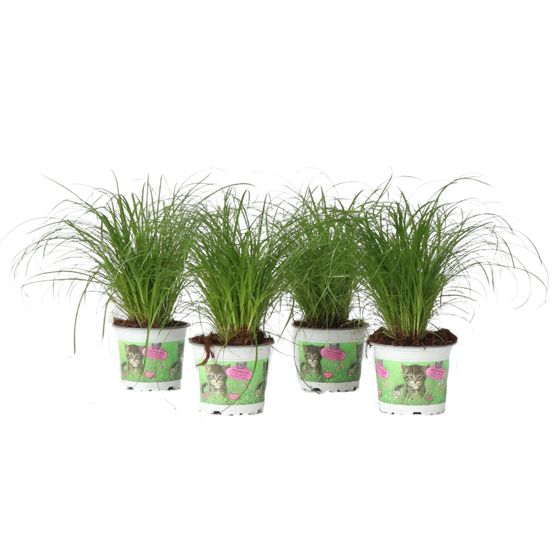 Kissanheinä - 4 kpl - Cyperus zumula - Korkeus 30-40 cm - ⌀12 cm