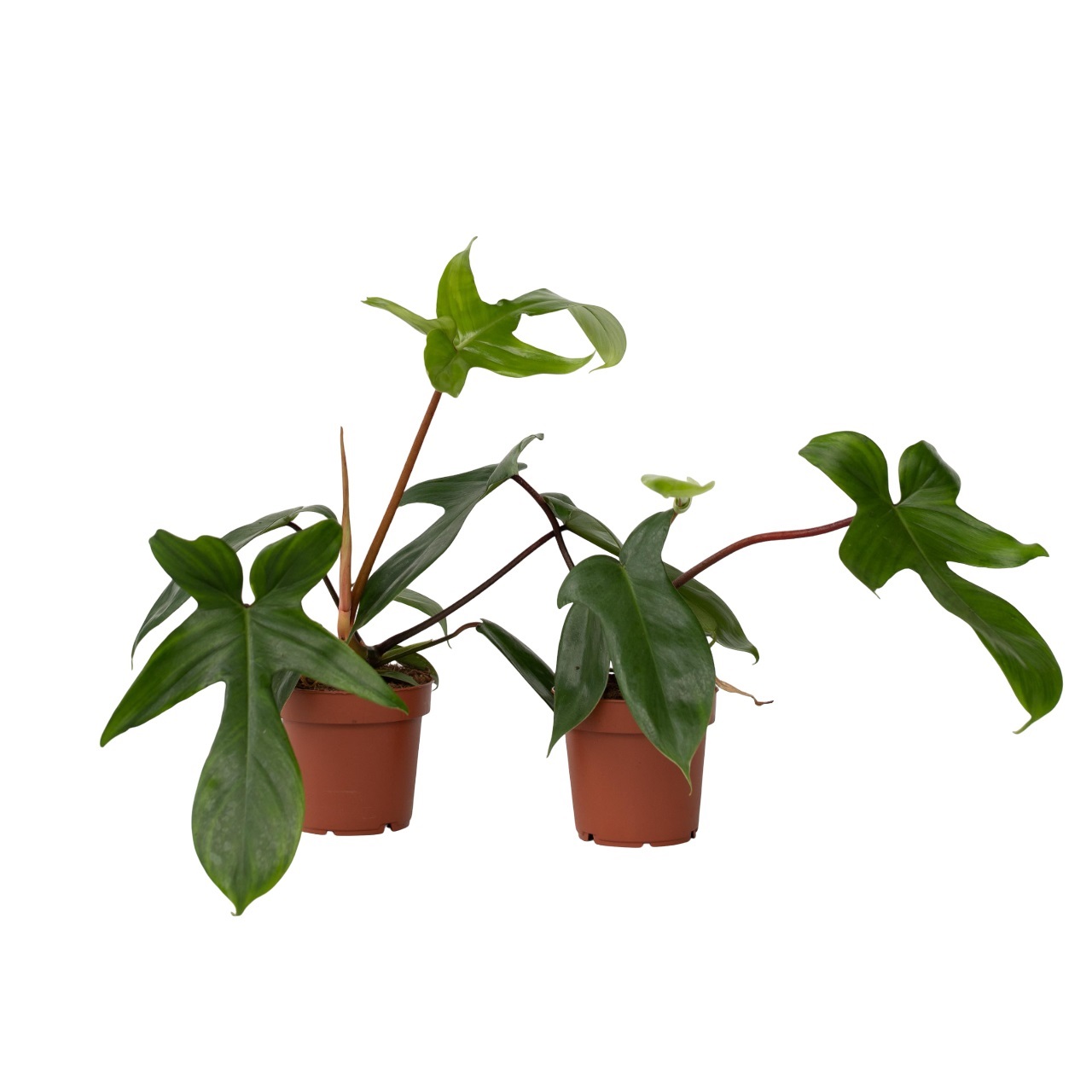 Sydänkasvi - 2 kpl - Philodendron 'Florida Green' - Korkeus 20-30cm - ⌀12cm