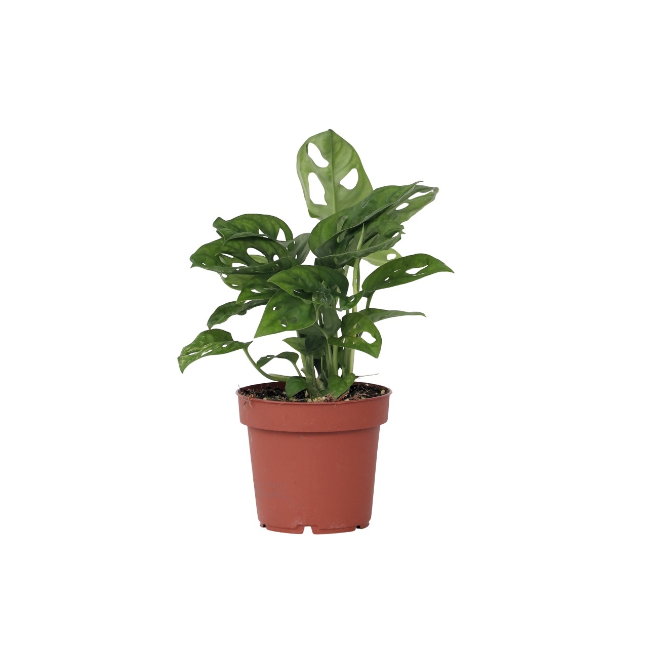 Mini juustomonstera - Monstera adansonii 'Monkey Mask' - Korkeus 25-30cm - ⌀12cm