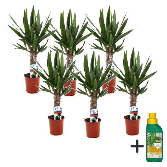 Jukkapalmu - 6 kpl - Yucca elephantipes - Korkeus 50-60cm - ⌀14cm