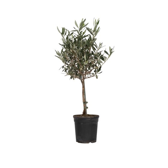 Öljypuu - Olea europaea - Korkeus 60-70cm - ⌀17cm