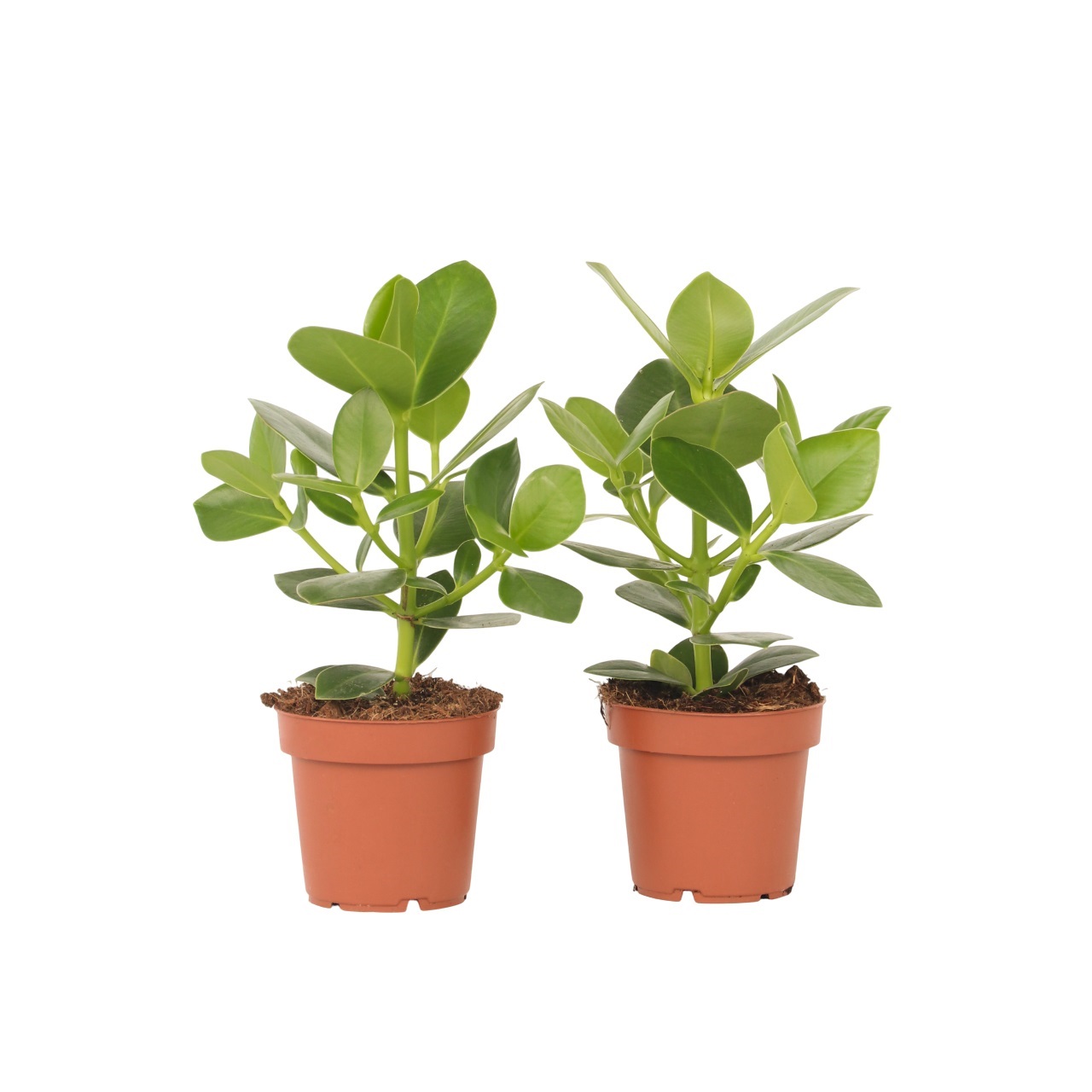 Itsekirjoituspuu - 2 kpl - Clusia rosea 'Princess' - Korkeus 25-35cm - ⌀12cm