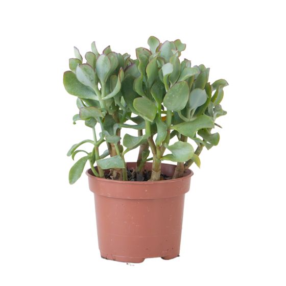 Jadekasvi - Crassula arborescens 'Curly' - Korkeus 15-25 cm - Ruukku 12 cm