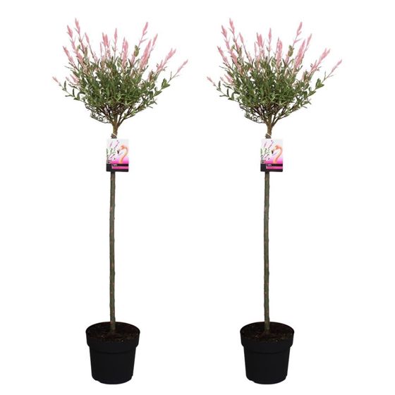 Flamingonpaju - 2 kpl - Salix integra 'Flamingo' - Korkeus 110-120cm - ⌀21cm