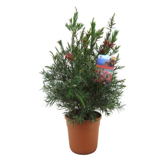 Kaunoputki - Callistemon citrinus 'Splendens' - Korkeus 80-90cm - ⌀24cm