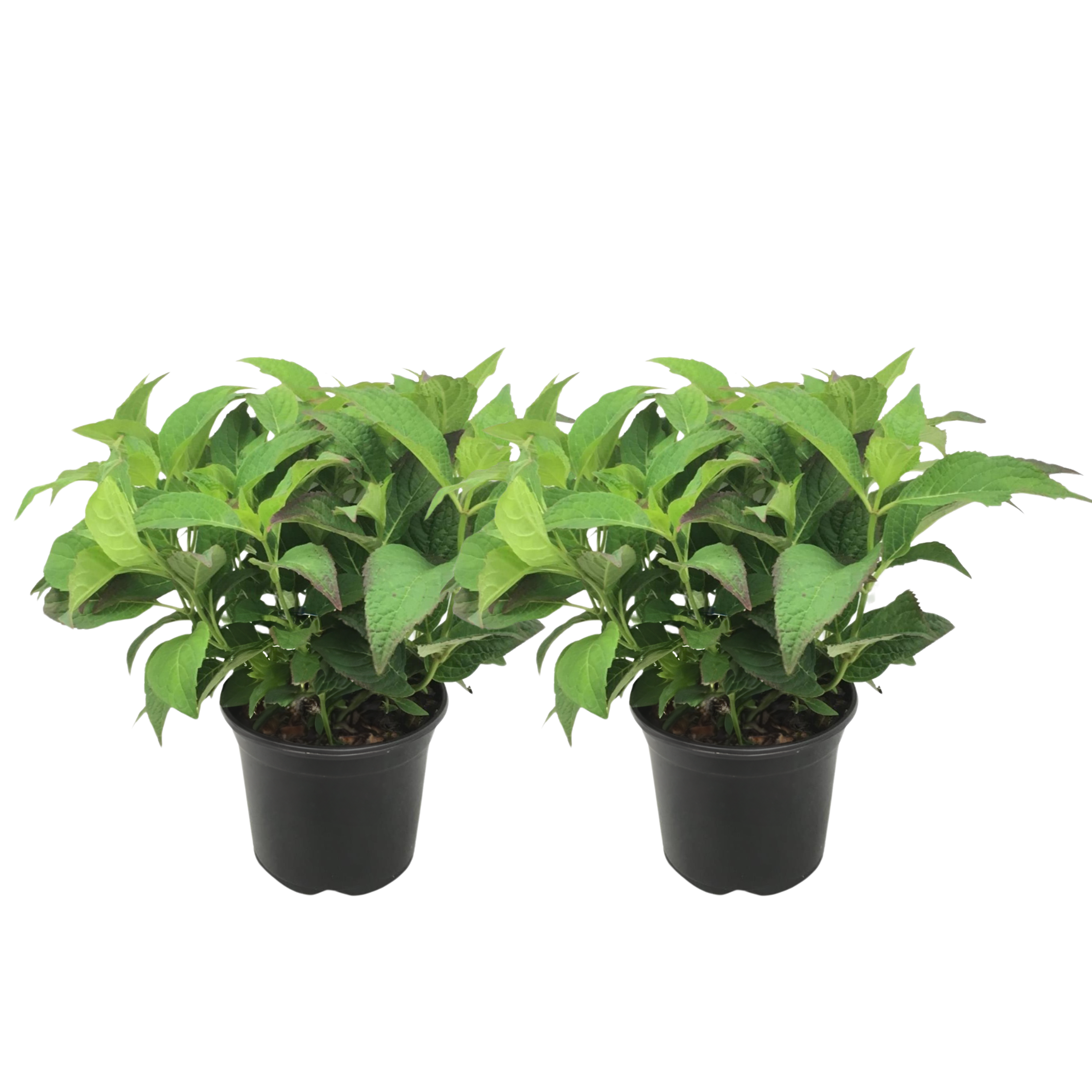 Hortensia - 2 kpl - Hydrangea serrata 'Summerglow' - Korkeus 25-40cm - ⌀19cm