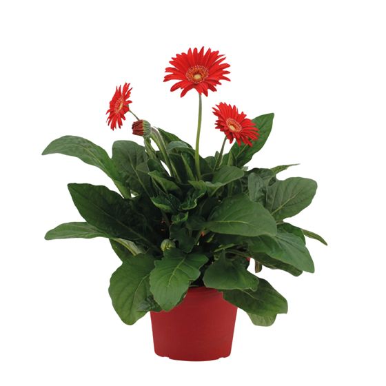 Gerbera garvinea - Punainen - Korkeus 45-60cm - ⌀19cm