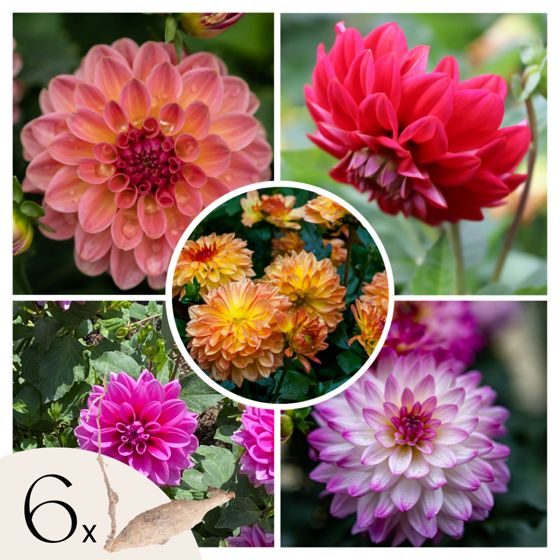 Daaliamukulat - 6 kpl - Dahlia 'Pacific Mix' - Kukkasipulit