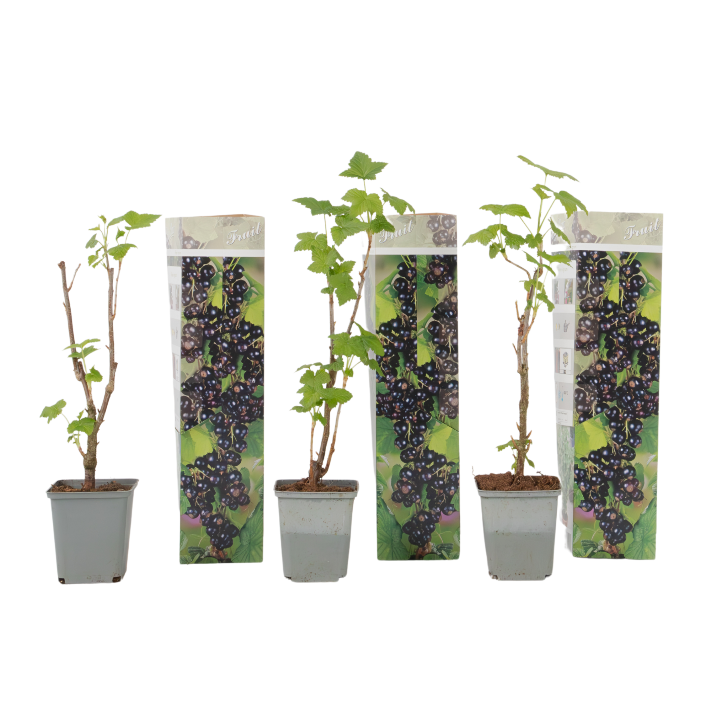 Mustaherukka - 3 kpl - Ribes nigrum - Korkeus 25-40 cm - ⌀9 cm