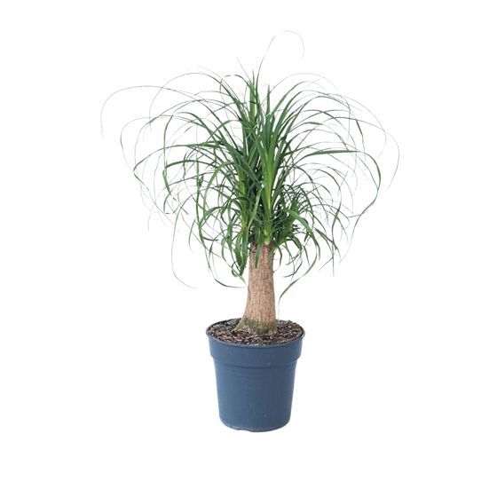 Norsunjalkapalmu - Beaucarnea recurvata - Korkeus 60–70cm - ⌀21cm