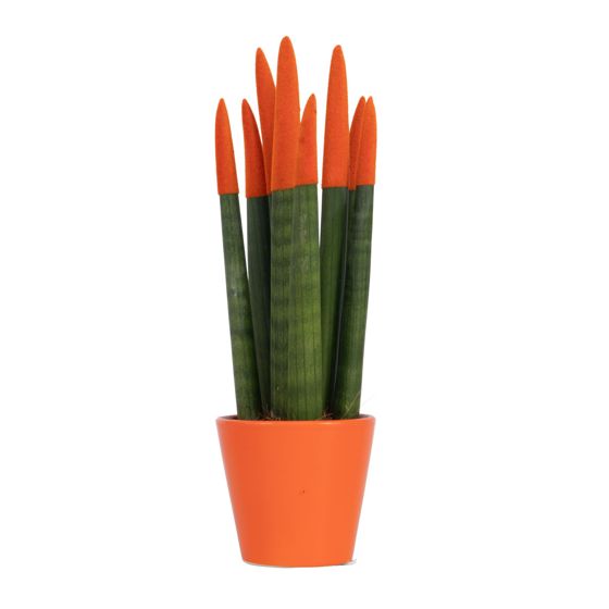 Velvet-käärmekasvi - Sansevieria cylindrica - Korkeus 20-40cm - ⌀9cm