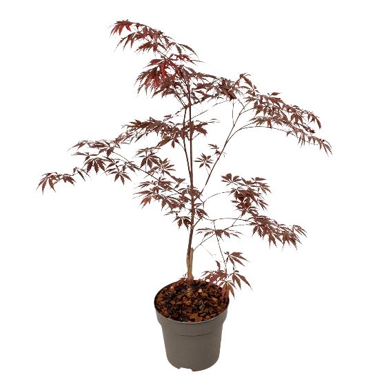 Japanin vaahtera - Acer palmatum 'Black Lace' - Korkeus 60-70cm - ⌀19cm