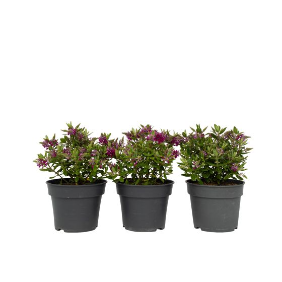 Ikuisvihreä pensas - 3 kpl - Hebe All Blooms 'Samona' - Korkeus 30-35cm - ⌀13cm