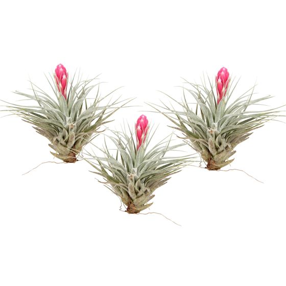 Ilmakasvi - 3 kpl - Tillandsia 'Cotton Candy' - Korkeus 5-15cm - ⌀5cm